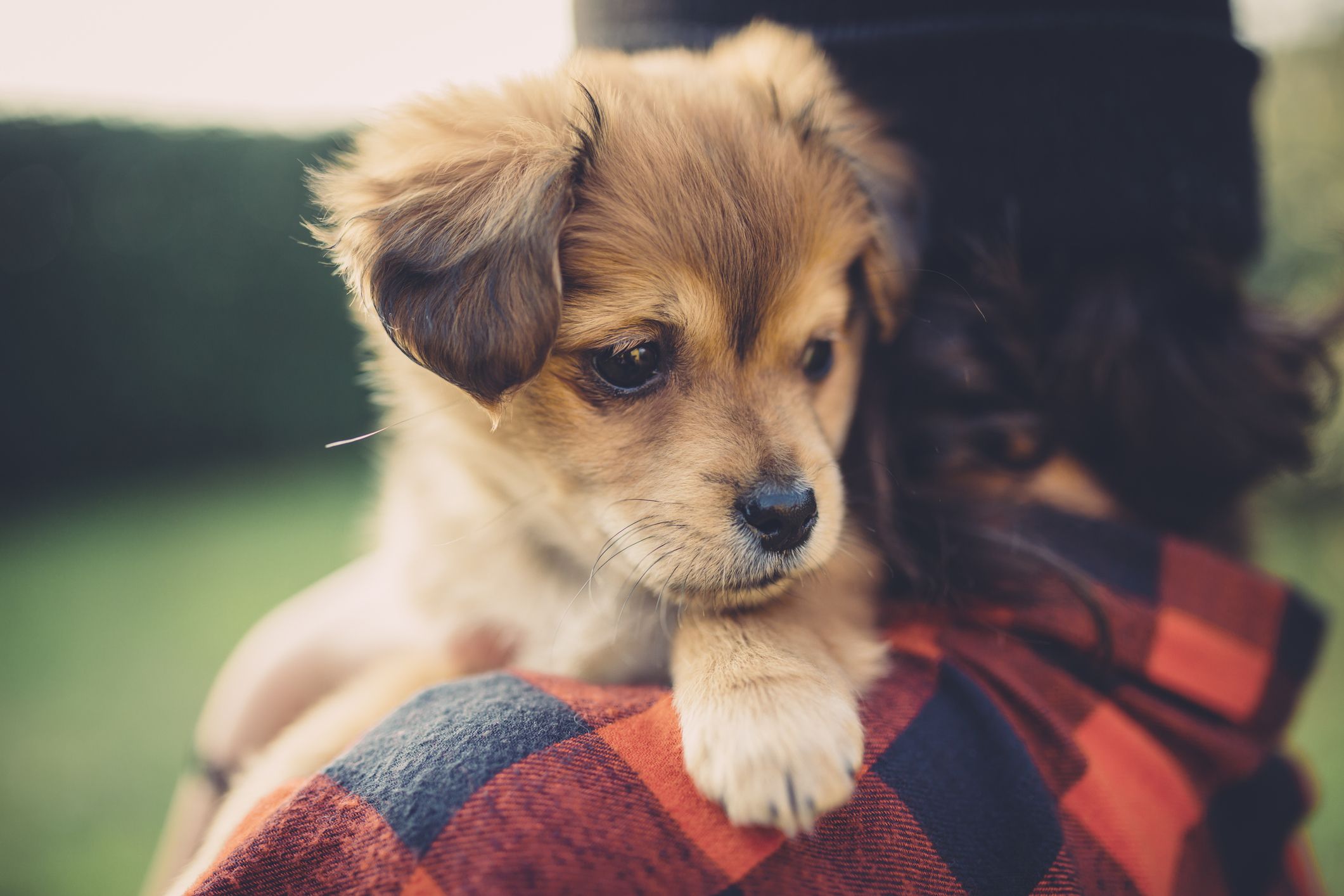 https://hips.hearstapps.com/hmg-prod/images/teenager-girl-holding-a-cute-puppy-royalty-free-image-1571301059.jpg