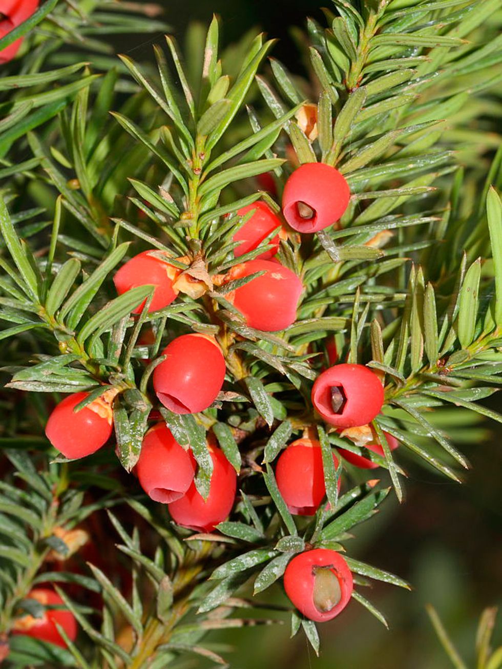 Red, Woody plant, Yew family, Pine family, Coquelicot, Christmas, Conifer, Cypress family, Fir, Christmas decoration, 