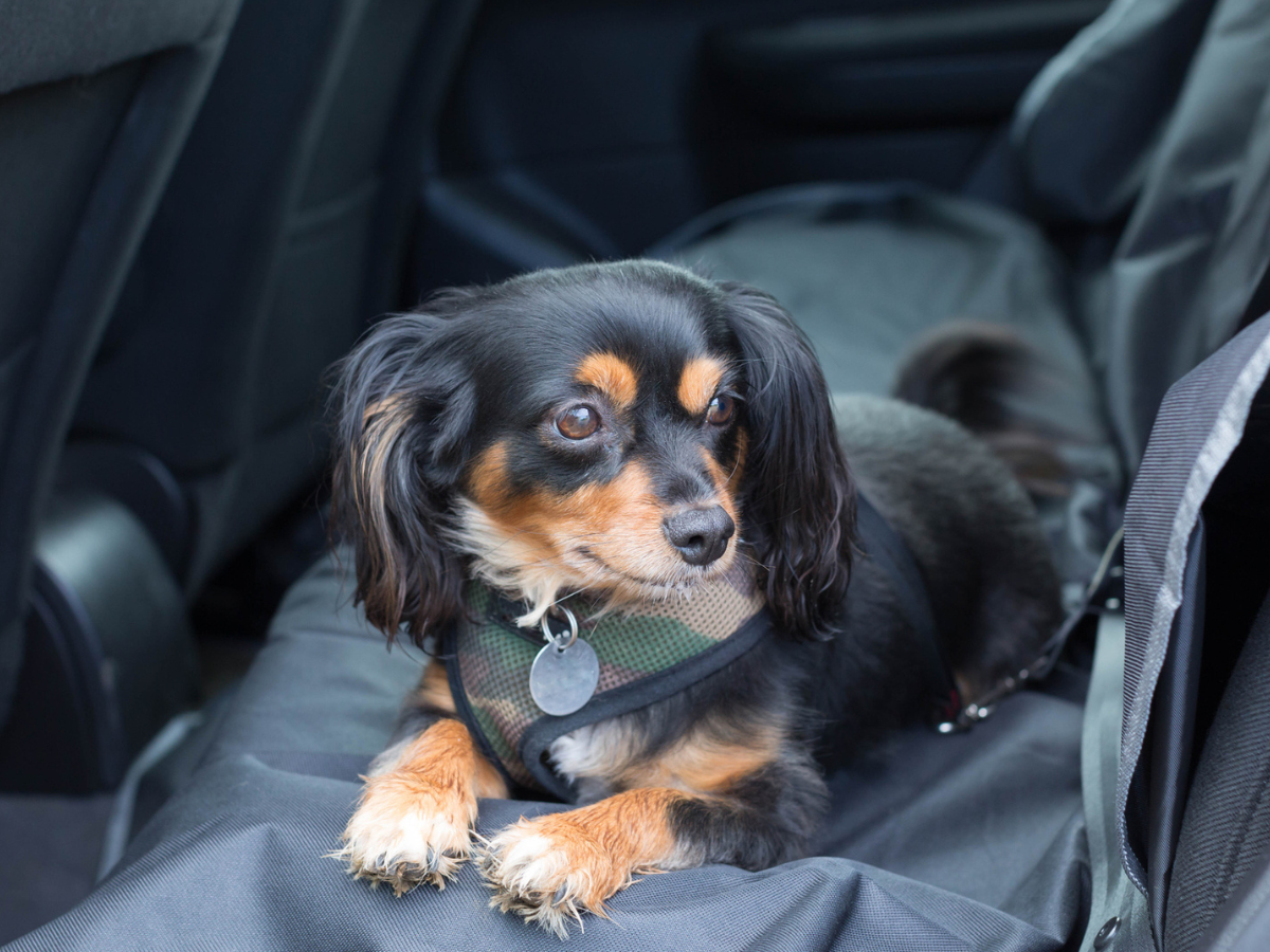 JOEJOY Telo Auto per Cani con Protezione Laterale e Paraurti, Universale  Antiscivolo Impermeabile Resistente ai Graffi, per station wagon, furgoni e  SUV : : Prodotti per animali domestici
