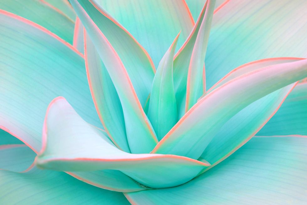 agave leaves in trendy pastel neon colors