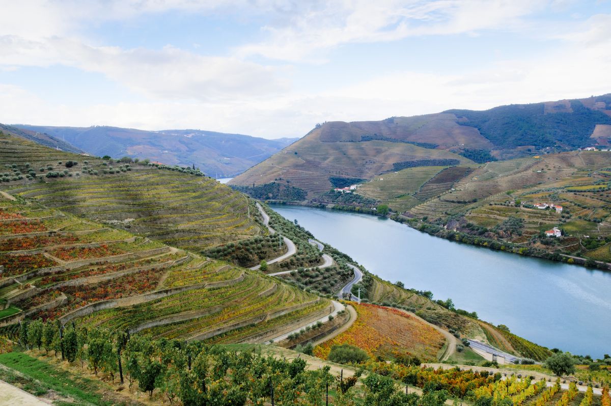terraced vineyards in autumn