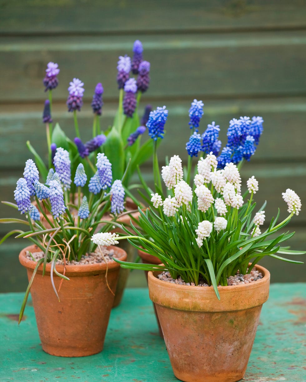 container gardening ideas