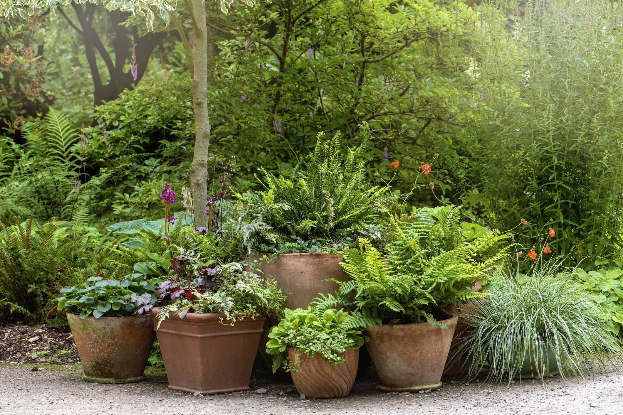 Plants for patio pots discount