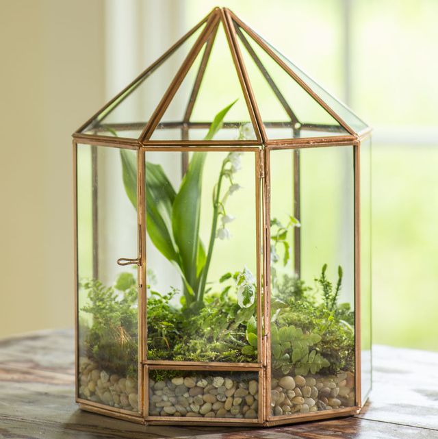 Greenhouse, Botany, Houseplant, Cage, Plant, Glass, Nepenthes, Flowerpot, Moss, 