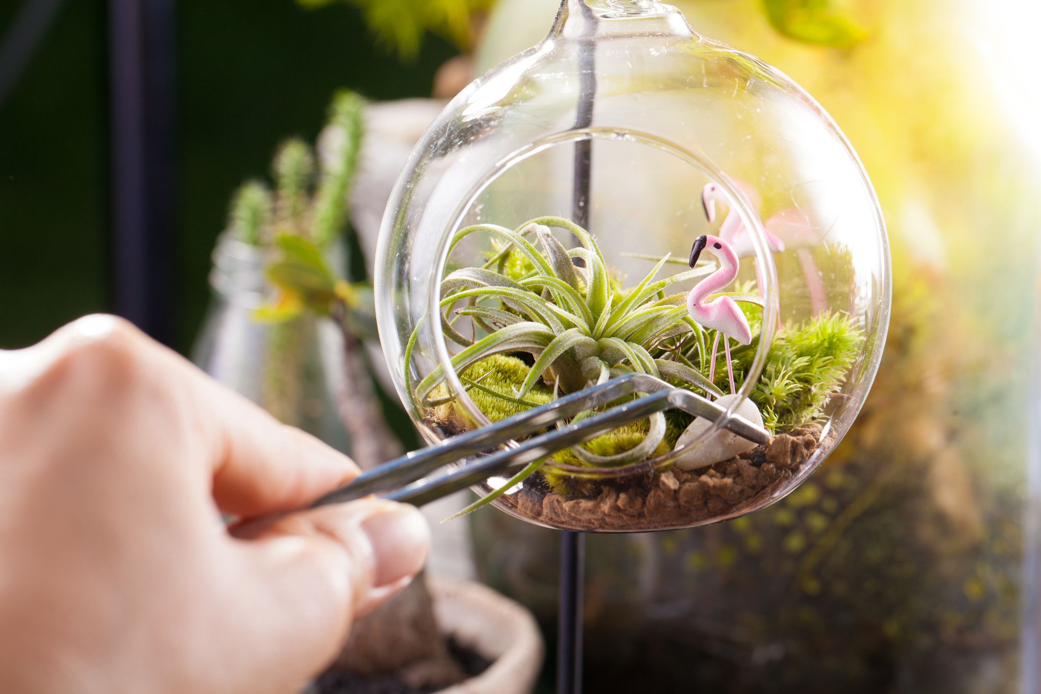 Amazon｜植物ディスプレイボックス ガラステラリウムジュエリー