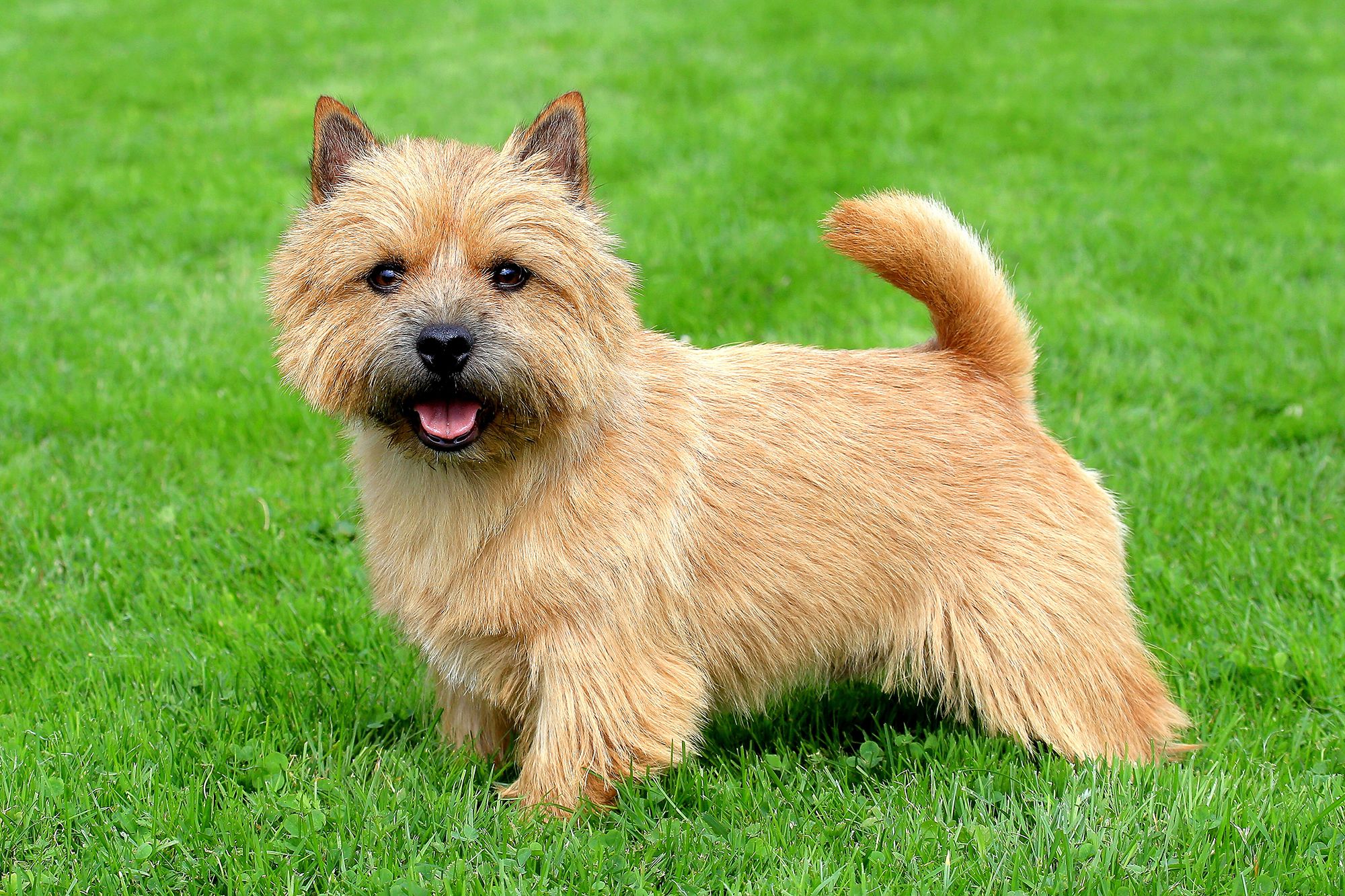 Kennel club cairn terrier sales puppies