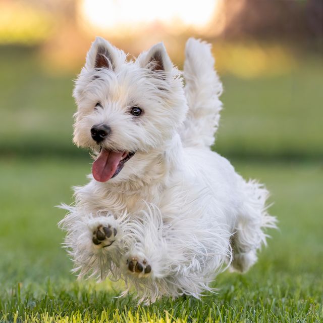 west highland terrier playing