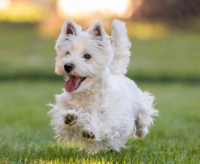 Top 5 Most Popular Terrier Breeds — Terrier Dogs