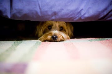 terrier dog hiding under a bed