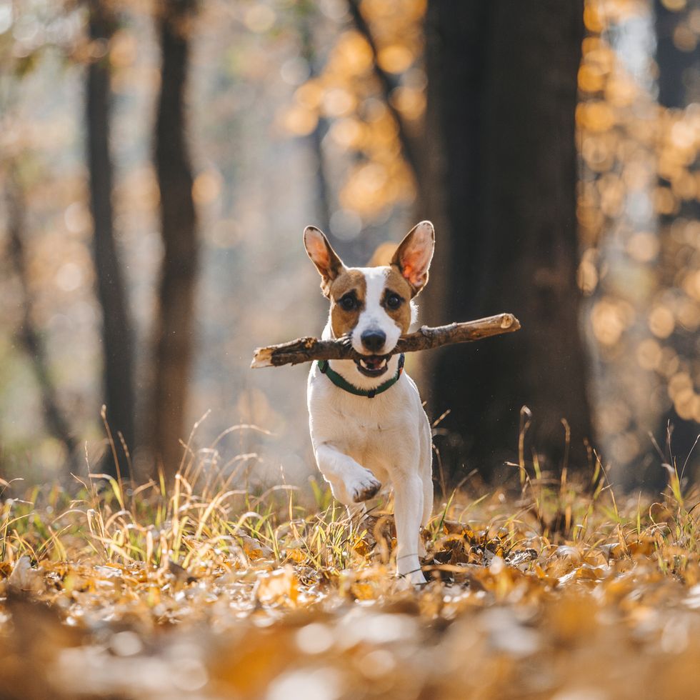 jack russell parson terrier running toward the camera with wood in his mouth