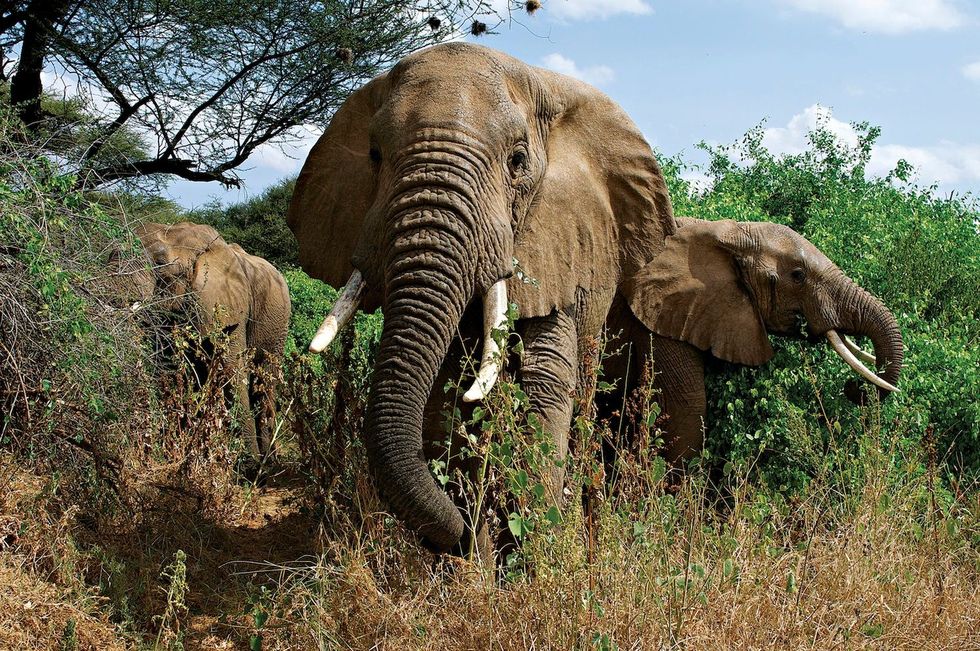 In het Samburureservaat leven honderden olifanten