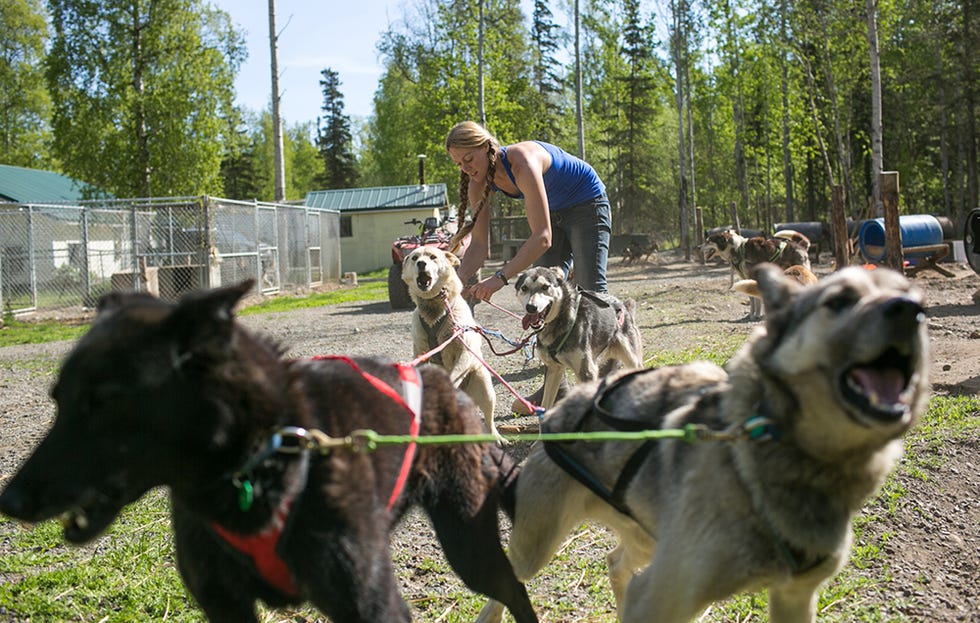 tethering dogs image 2