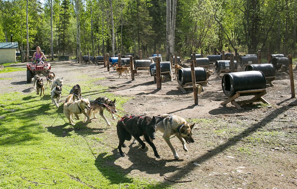 tethering dogs image 3