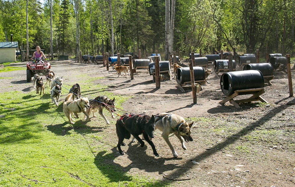 tethering dogs image 3