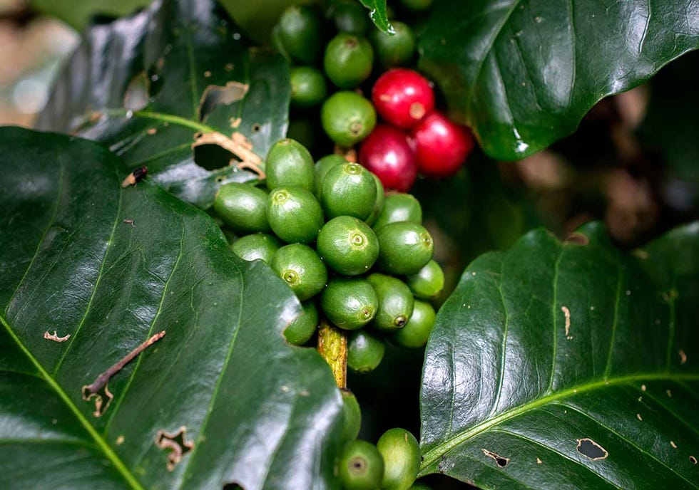 Café verde