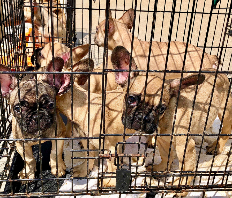 French bulldog hot sale rescue organizations