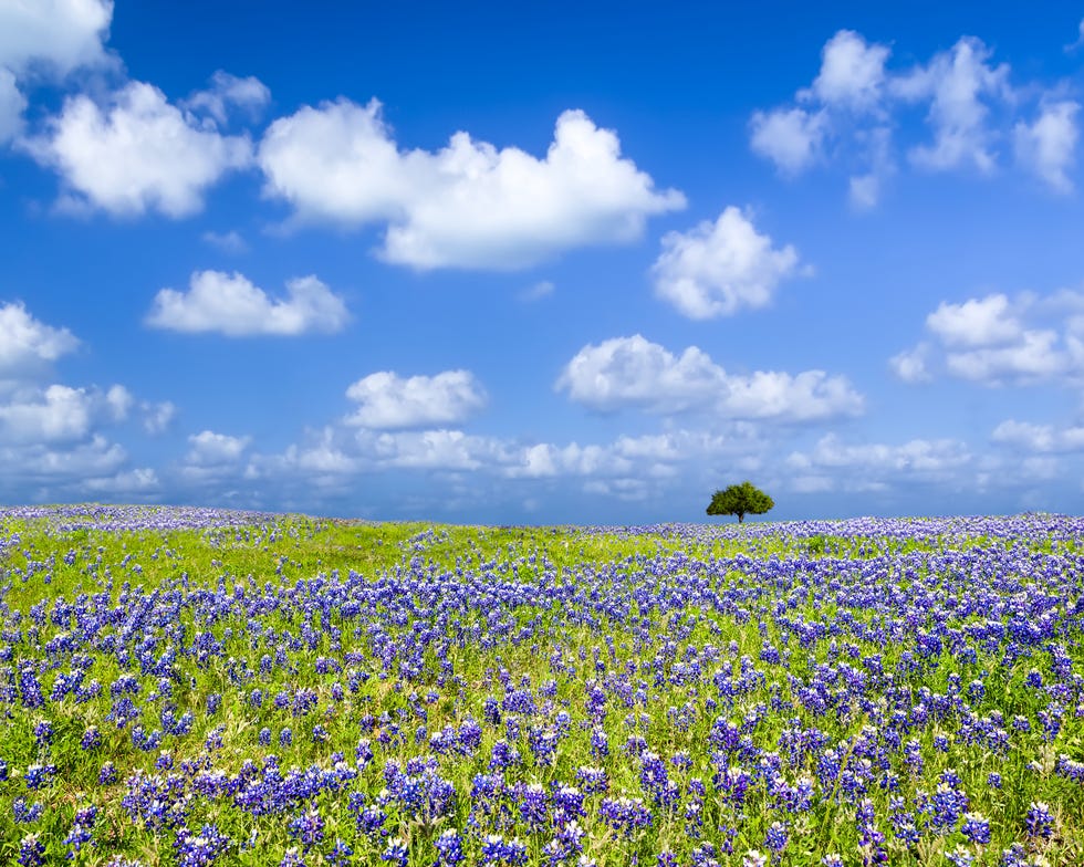 Texas Bluebonnet Field texas bluebonnet field