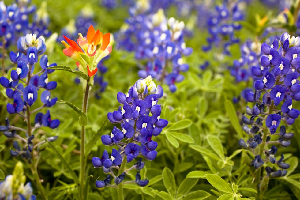 texas bluebonnets in spring meadow with one indian paintbrush flower