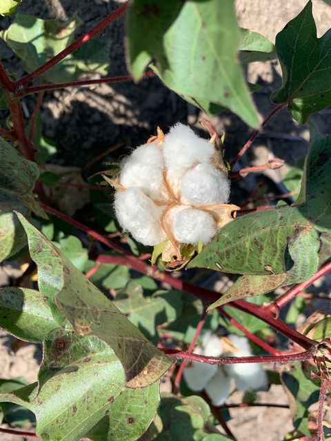 cotton plant on a texas farm