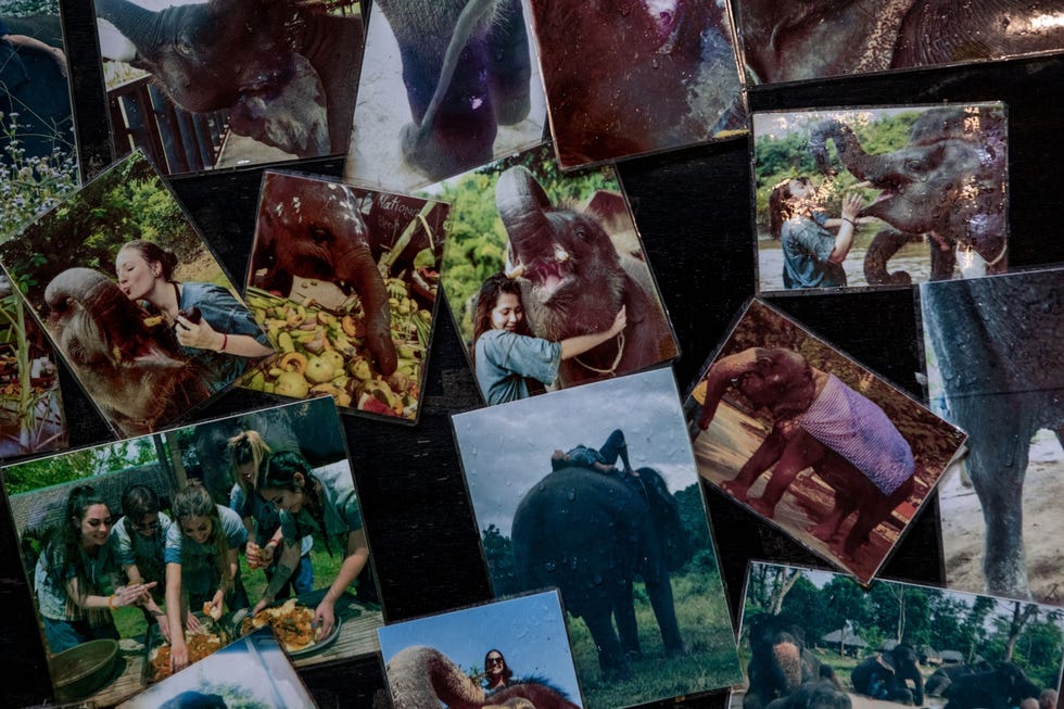 Op fotos van vr de pandemie die in Elephants Home and Nature zijn opgehangen is te zien hoe toeristen de olifanten van het kamp omhelzen en knuffelen Omdat er het afgelopen jaar door de pandemie maar weinig bezoekers zijn gekomen heeft het kamp grote moeite om het voer voor de olifanten te betalen