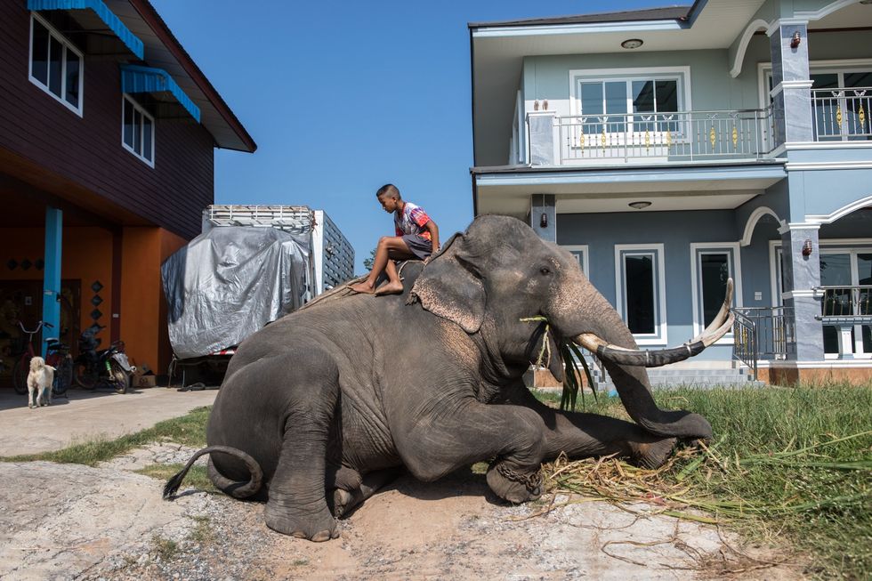 De familie van mahout Visanchon Yongram bezit vier olifanten die tot aan het begin van de pandemie in de toerismesector werkzaam waren Nadat de olifantenkampen hun deuren moesten sluiten brachten de familieleden drie van de dieren terug naar hun dorp in Surin Daar leven ze nu op een stukje land achter de woning van de familie Hun vierde olifant een kalfje is nog in het kamp in Ayutthaya bij Bangkok