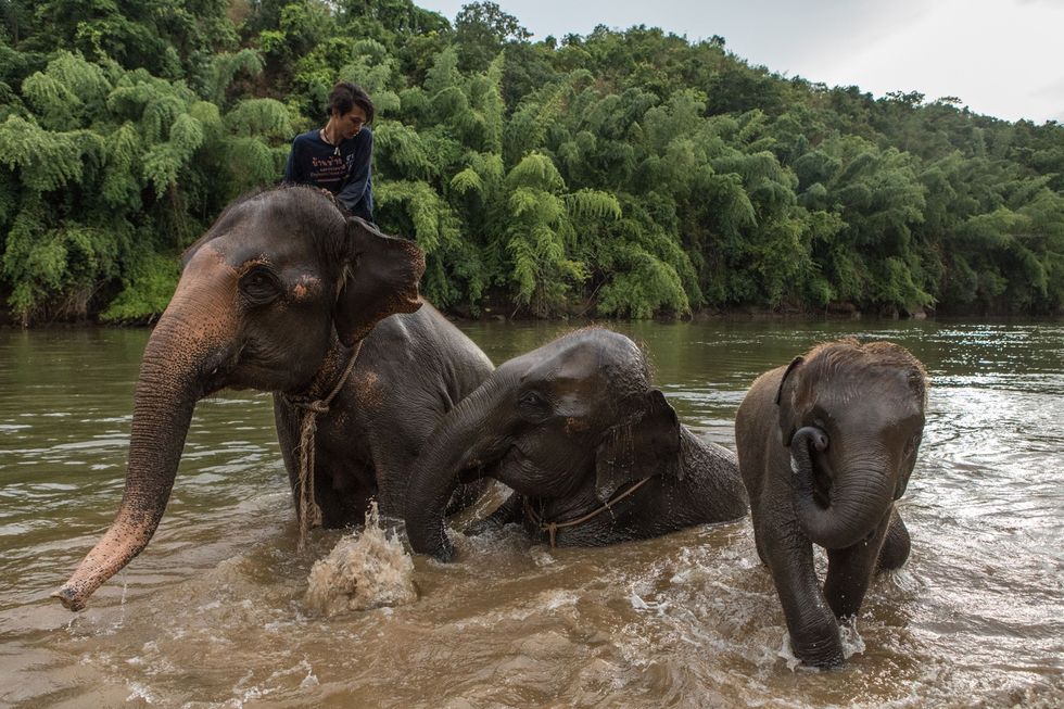 Ondanks het gebrek aan toeristen proberen de mahouts van Elephants Home and Nature in Kanchanaburi samen met hun zes olifanten aan het normale dagritme vast te houden waaronder een dagelijks bad in de rivier de Kwai