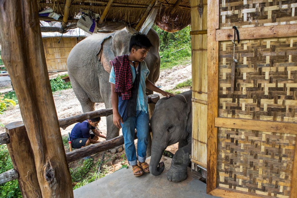 Chayanin Charlie Patchimtassanakal is een Karenmahout en woont in een dorp met zijn twee olifanten in de heuvels in de buurt van Chiang Mai in Thailand Hij werkt zowel in het traditionele olifantenkamp Mae Wang als in Chai Lai Orchid een ecologisch toeristenverblijf Patchimtassanakal is blij dat hij nog werk heeft in een tijd waarin zoveel mahouts werkeloos zijn