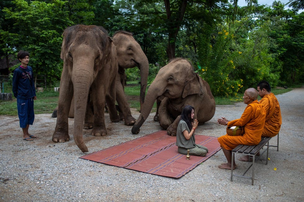 Tong Pornpitcha Kaewtrakulpong eigenaresse van Elephants Home and Nature bidt dagelijks met boeddhistische monniken Ze vraagt volgelingen op Facebook vaak om donaties om voer voor de olifanten te kopen Het merendeel van haar kostbaarheden heeft ze al verkocht om de dieren te kunnen blijven voeren
