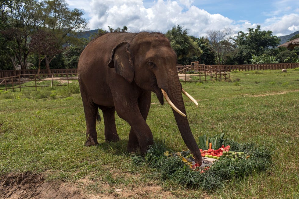 Gluay Hom geniet van een verjaardagsfruittaart in het Elephant Nature Park In 2019 schreef National Geographic over de gewonde en uitgehongerde Gluay Hom die in een kamp in de buurt van Bangkok achter een podium aan een ketting stond Nadat een petitie om hem te bevrijden na de publicatie van het verhaal 75000 handtekeningen opleverde zorgde Elephant Nature Park ervoor dat hij werd vrijgelaten Hij maakt het nu goed een leeft in een ruime omheining in het reservaat