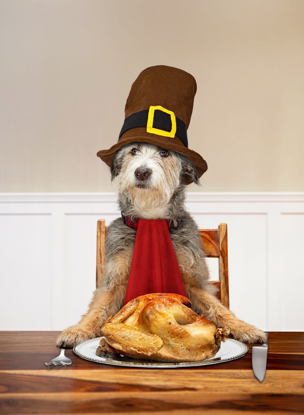 Dog craft thanksgiving dinner