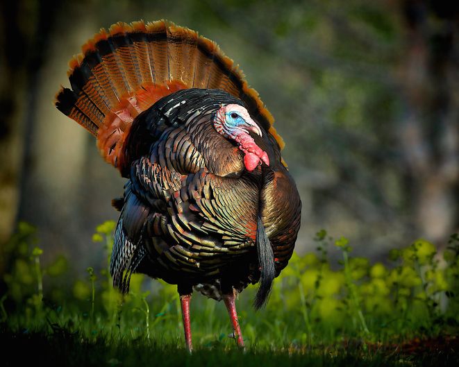 24 Thanksgiving Facts You Should Know