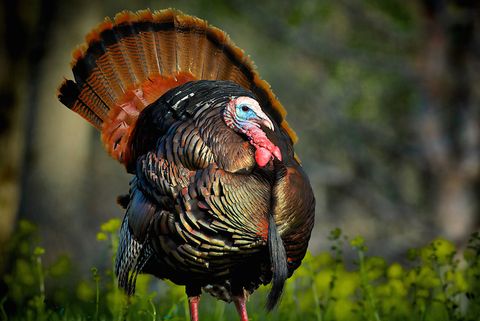 Thanksgiving Day Fun Facts - Benjamin Franklin Turkey National Bird