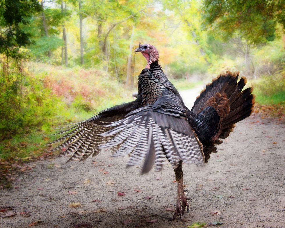 turkey standing on tip toes, wings aflutter, crossing a dirt country road