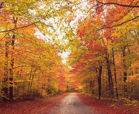 best thanksgiving traditions fall foliage drive