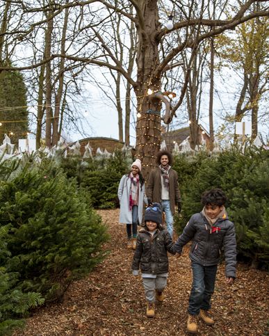 a multi ethnic family walking through a christmas tree farm in newcastle upon tyne together the children are walking ahead and holding hands while their parents walk behind and hold hands