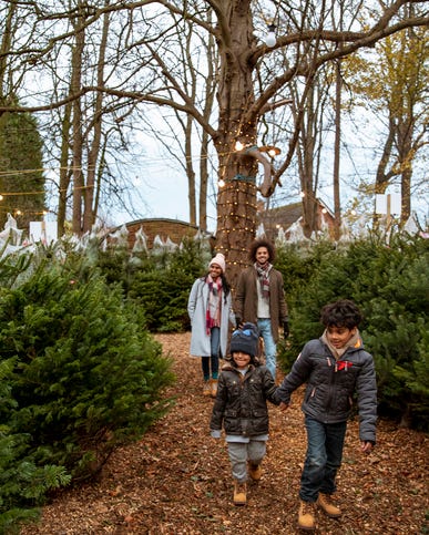 a multi ethnic family walking through a christmas tree farm in newcastle upon tyne together the children are walking ahead and holding hands while their parents walk behind and hold hands