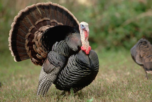 wild turkey in a field