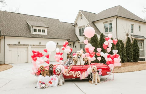 that doodle squad dogs valentines day