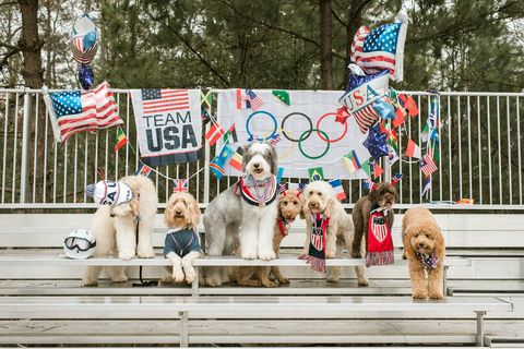 that doodle squad dogs olympics photo shoot