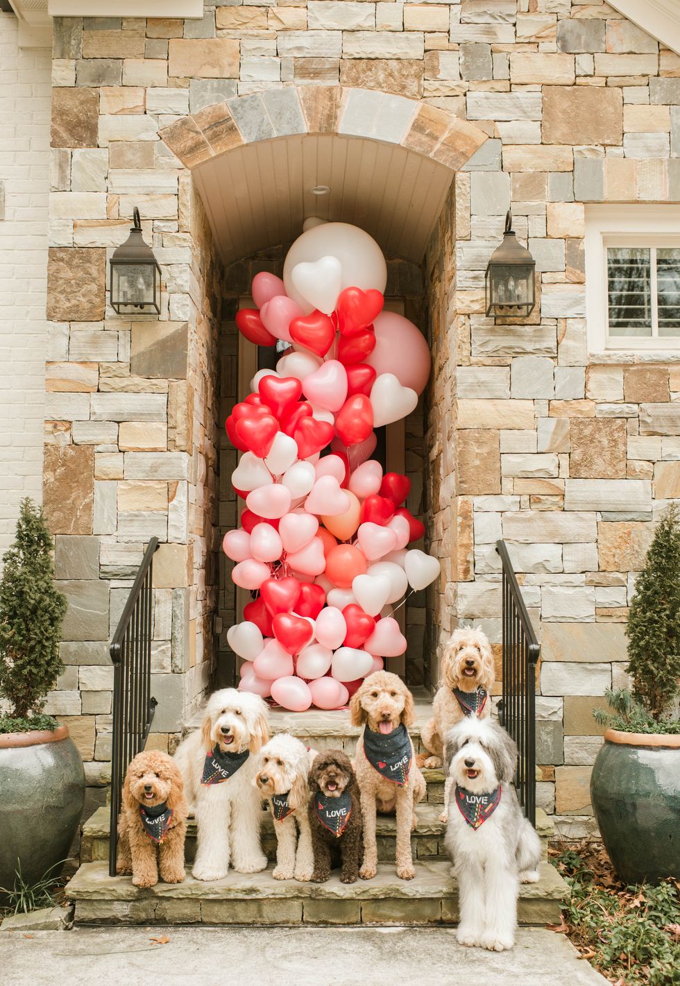 that dood squad valentines day  dogs on stoop