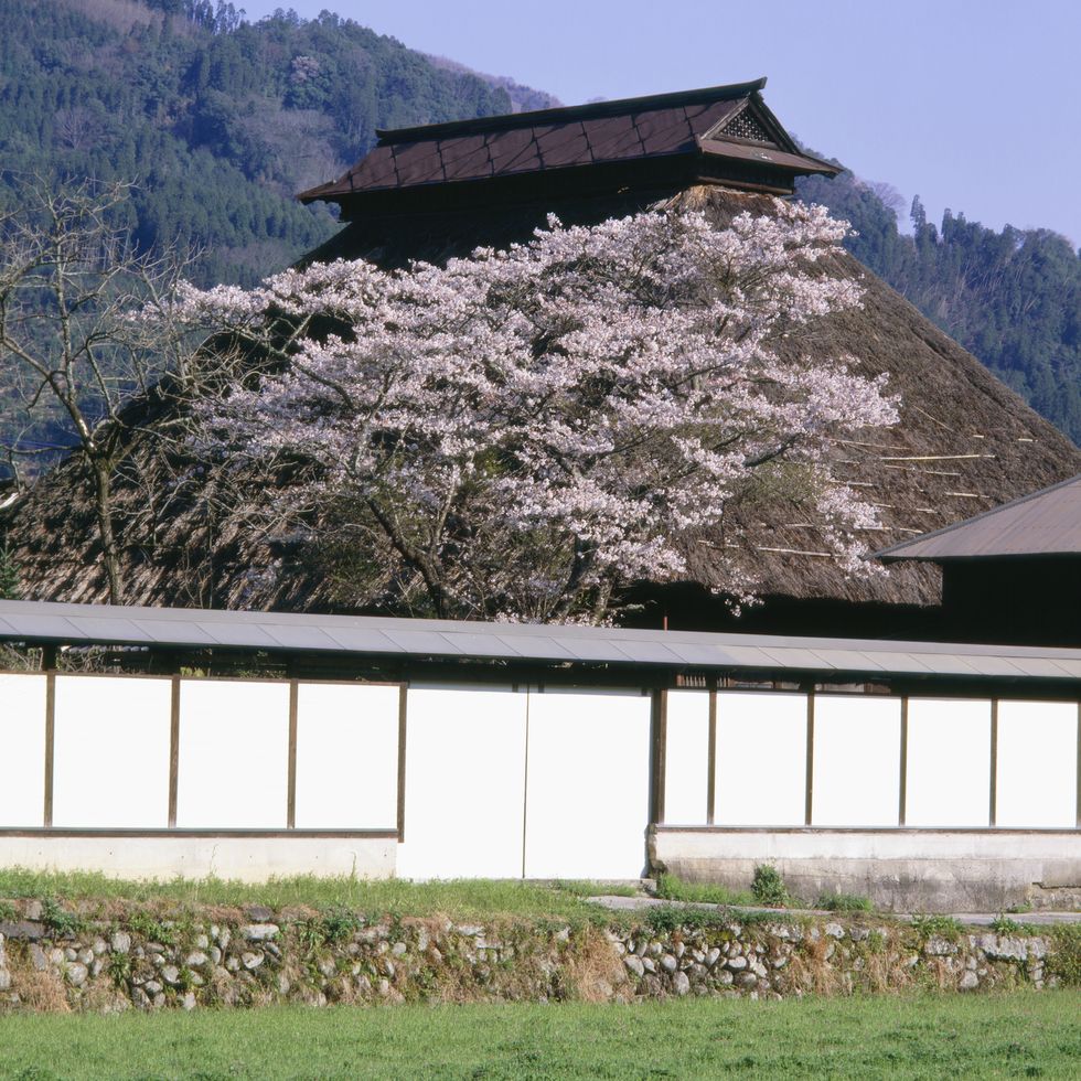 thatched roof and cherry blossoms