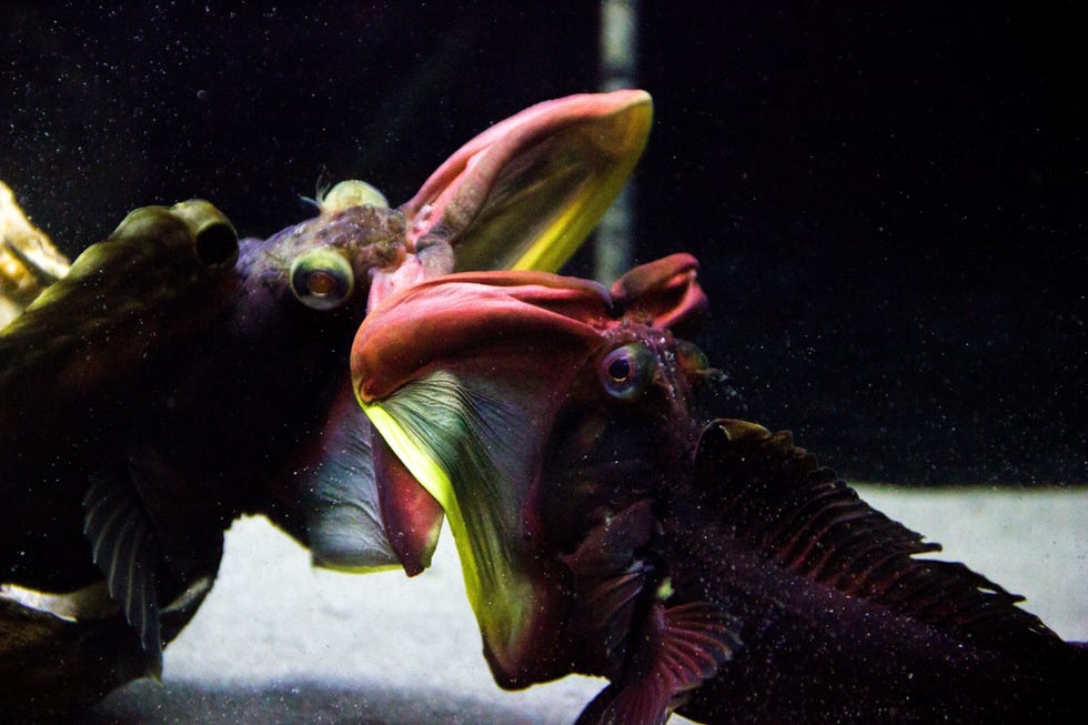 Twee Neoclinus blanchardimannetjes vechten om een plek door hun bek wijd open te sperren en elkaar te duwen Als geen van beide het opgeeft eindigt de confrontatie meestal met agressie