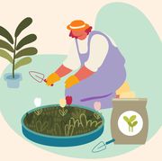 the 10 best fertilizers for your houseplants and garden