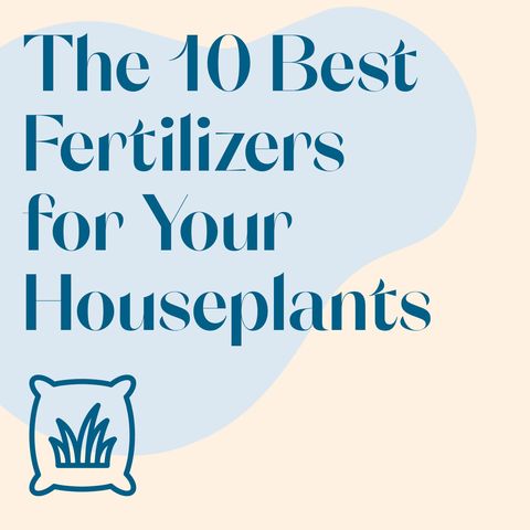 fertilizers for your houseplants
