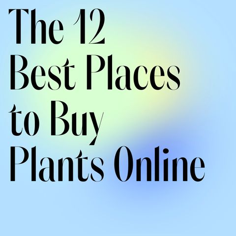 12 awesome places to buy your favorite plants online