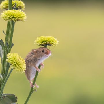 mouse climbing a flower