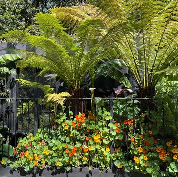 The Addleshaw Goddard Junglette Garden at rhs chelsea flower show 2024 balcony garden