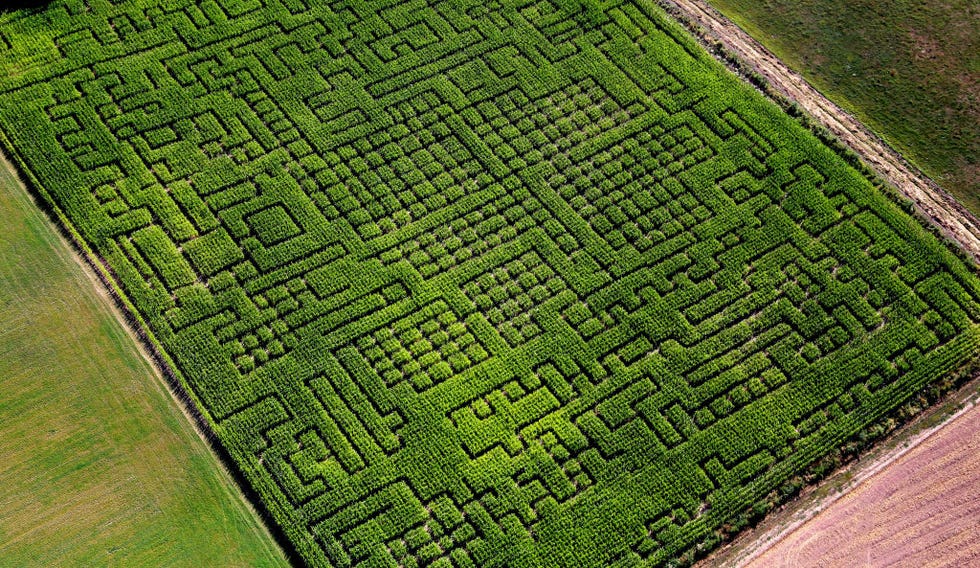 corn maze from the air