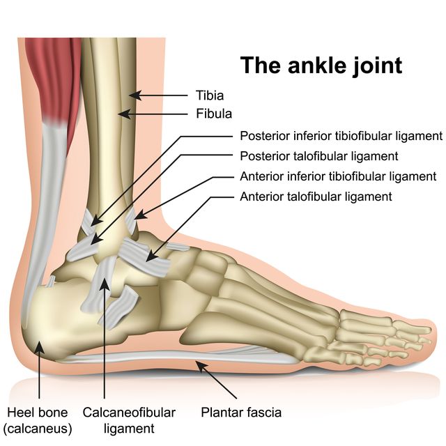 The ankle joint, tendons of the ankle joint foot anatomy vector illustration