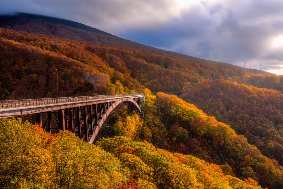 The Autumn Foliage with the Jogakura Ohashi Bridge in Aomori, Tohoku Region, Japan The Autumn Foliage with the Jogakura Ohashi Bridge in Aomori, Tohoku Region, Japan